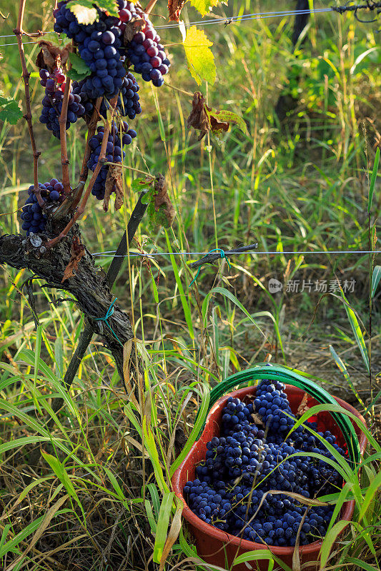 意大利托斯卡纳葡萄园的葡萄收获