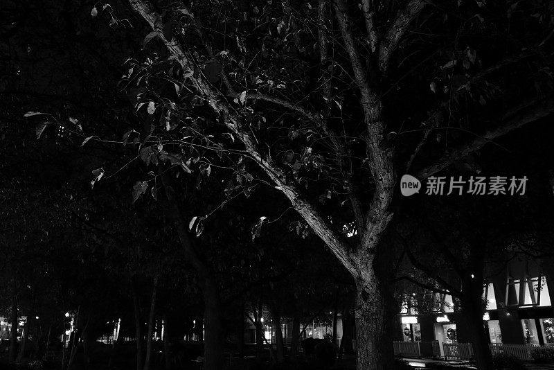 树的枝叶在黑夜里，为一个背景设计