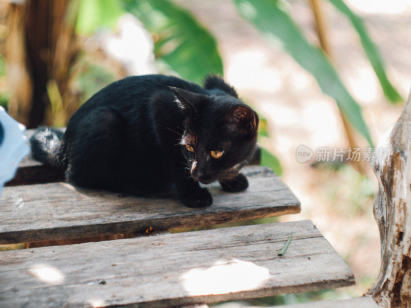 瘦小的流浪猫