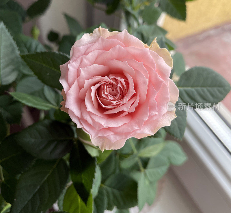 房间的窗台上有一朵粉红色的玫瑰花。