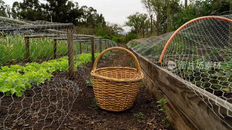 准备好篮子，用来收割花园里的蔬菜。