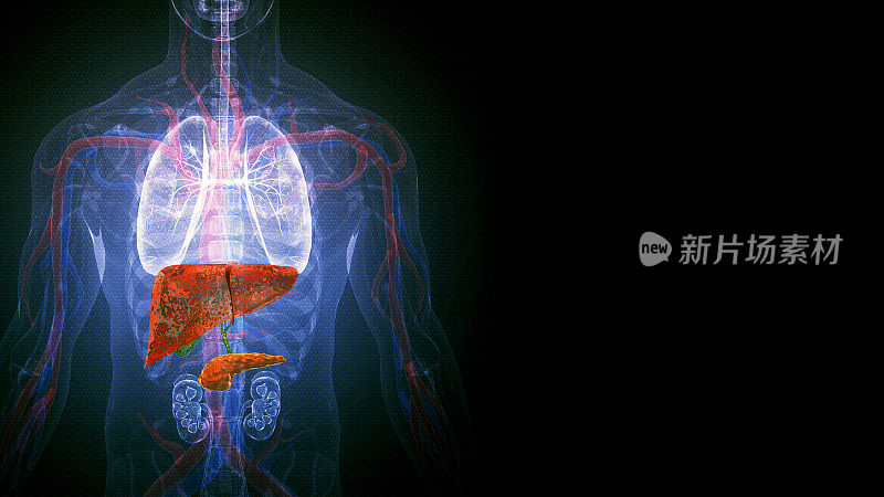 人体肝脏解剖学。