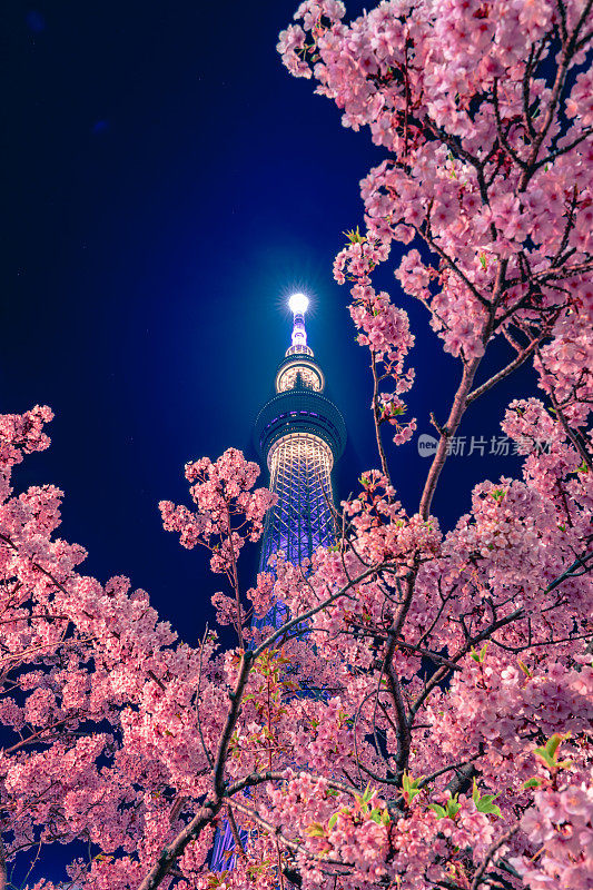 东京天空树与樱花