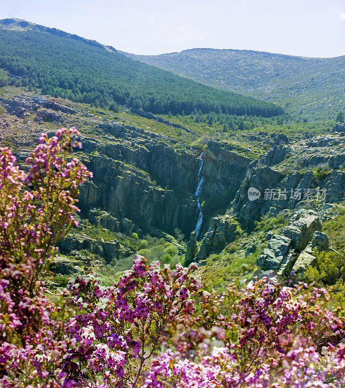 春天景观的石南花与瀑布的背景