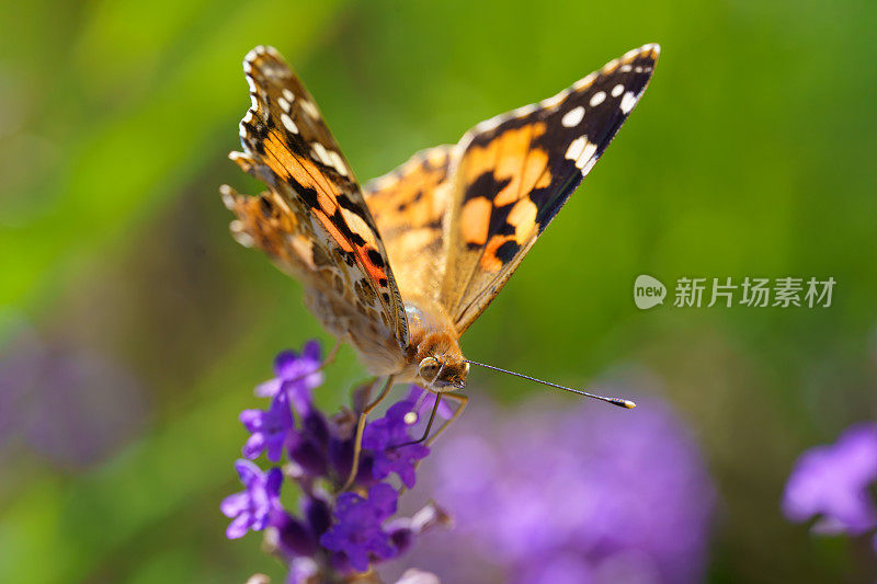 夏天，一只翅膀受损的蝴蝶(凡妮莎·卡杜饰)在薰衣草地里。绿色背景。