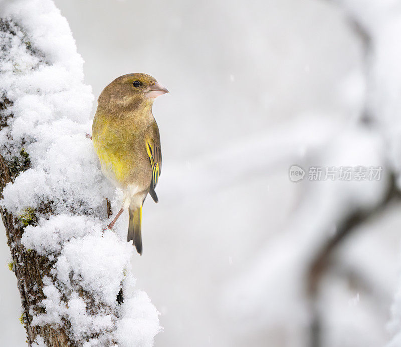 雪中的欧洲绿翅雀，挪威奥斯陆