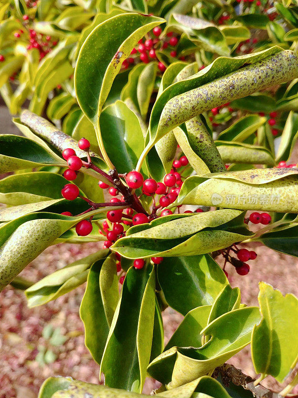 冬青属植物rubra