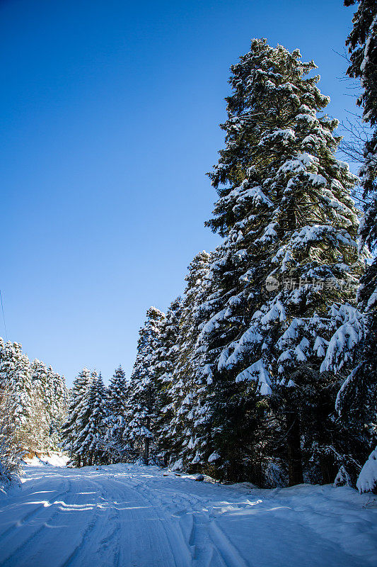 冬季森林中被雪覆盖的树木的低角度视图