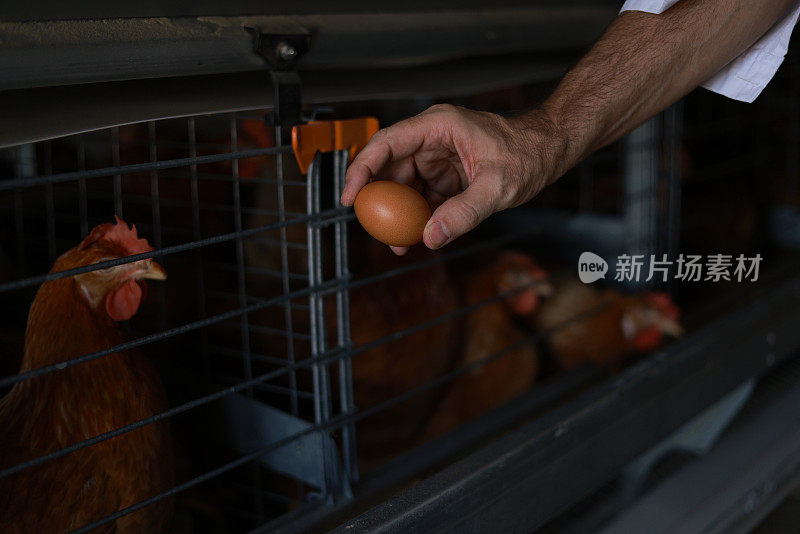 最佳鸡蛋质量是一种实用的方法来准确和一致地衡量禽蛋的产品质量。