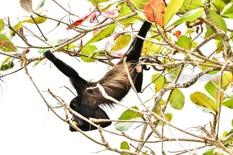灵长类卷尾猴，产于中美洲哥斯达黎加的阿雷纳尔火山地区