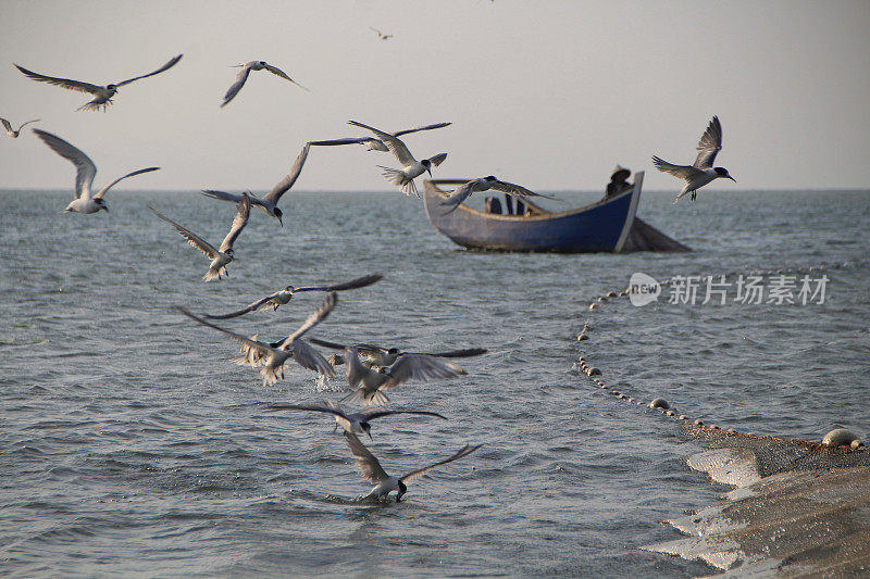 海鸥在波涛的怒吼中低飞