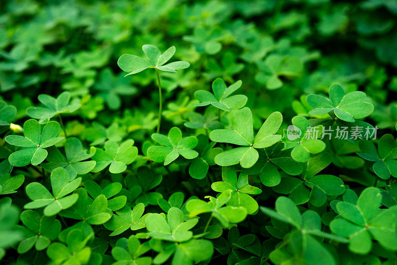 一束绿三叶草的特写。圣帕特里克节背景股票照片。