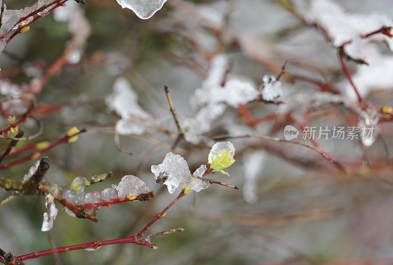 加拿大柳树上的早芽