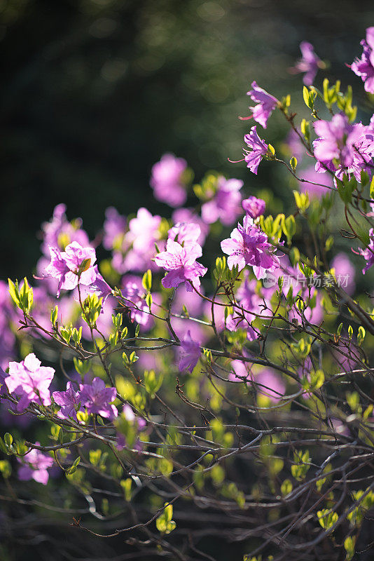 杜鹃花