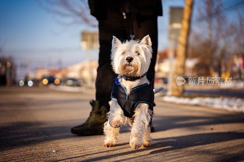 西部高地白梗犬和它的主人在户外散步