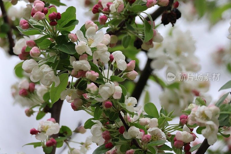春天开花的苹果树