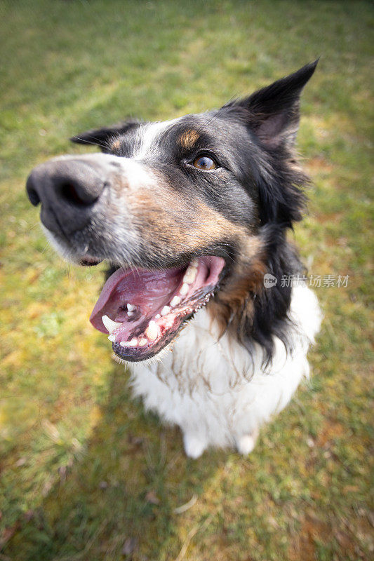 一只澳大利亚牧羊犬在草地上休息