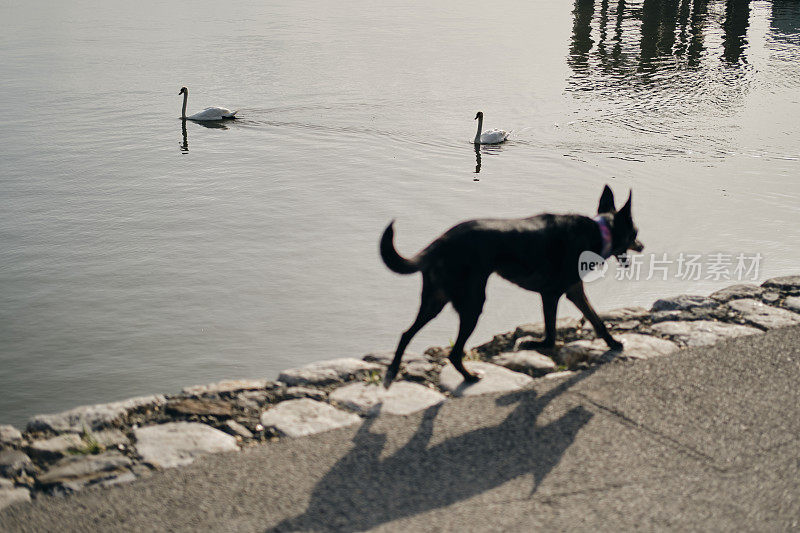 一个温暖的春日早晨，一只黑色的杂种狗在多瑙河的河堤上散步。一只可爱的小狗正在欧洲旅行。贝尔格莱德，塞尔维亚，泽蒙区。野生的白天鹅在后面游泳。