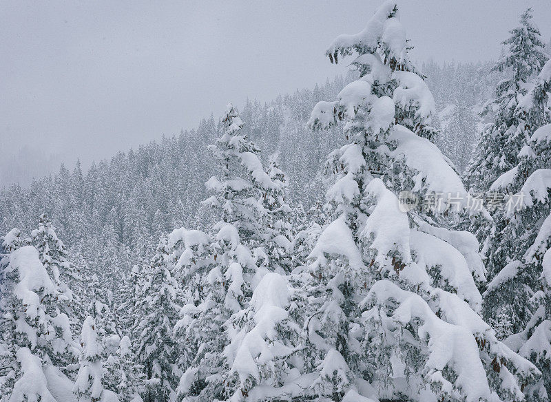 新鲜的粉雪覆盖了森林里的树