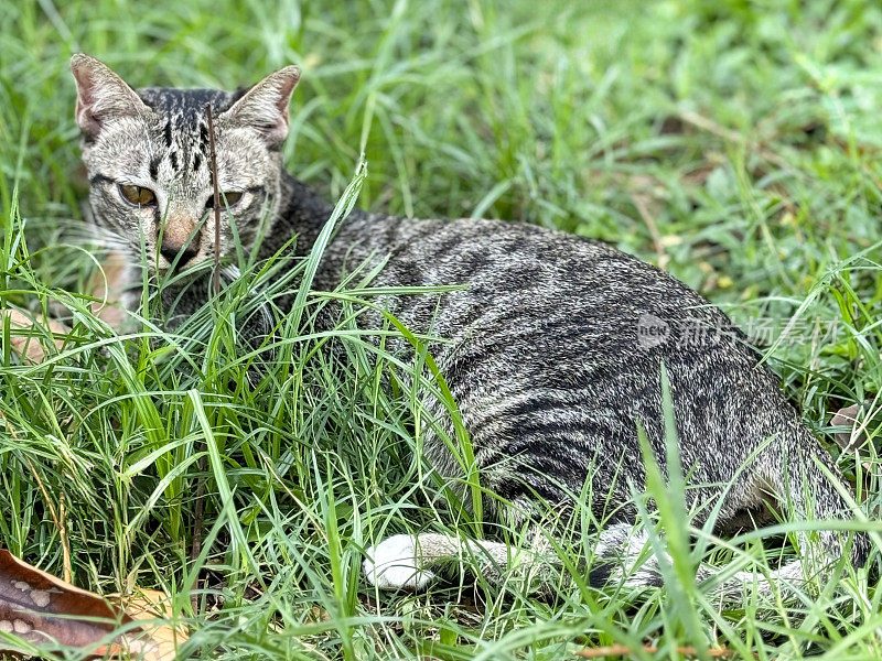 家猫的特写，灰色虎斑猫躺在花园绿色草坪的长草叶上，轻松而满足，额头上的“M”形标记，重点放在前景上