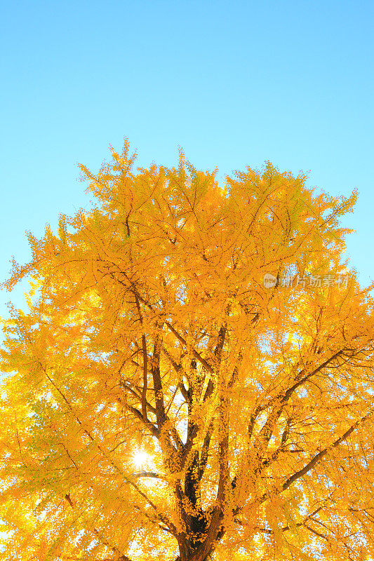 银杏树，长野县，日本