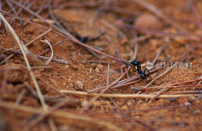 地上一只蚂蚁的宏