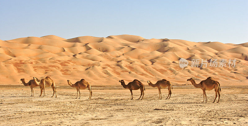 空白之地骆驼