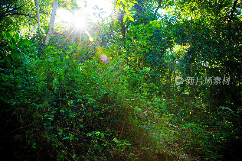 阳光穿过雨林