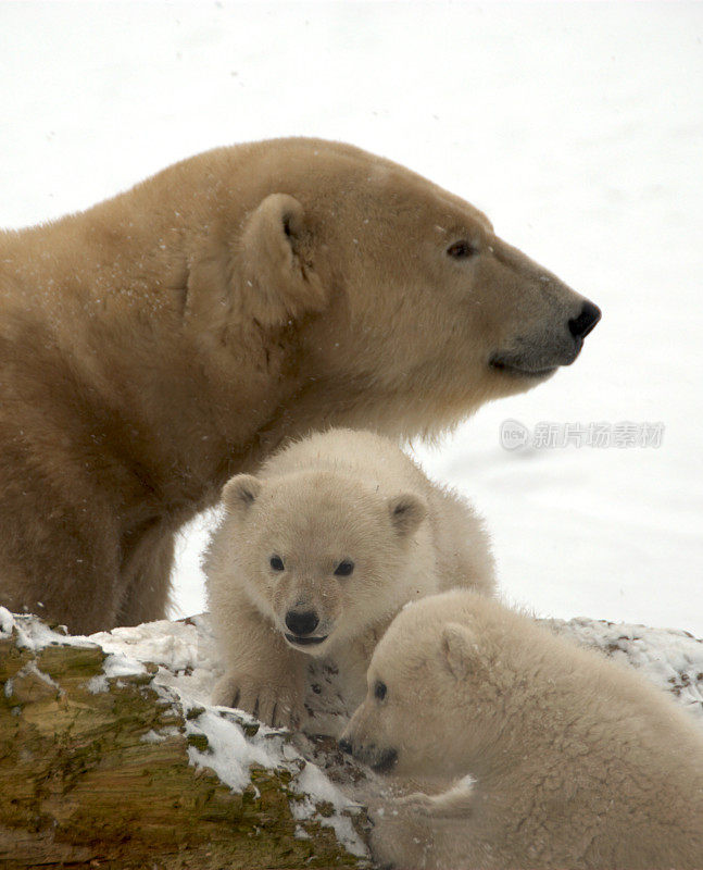 北极熊和双胞胎熊宝宝。