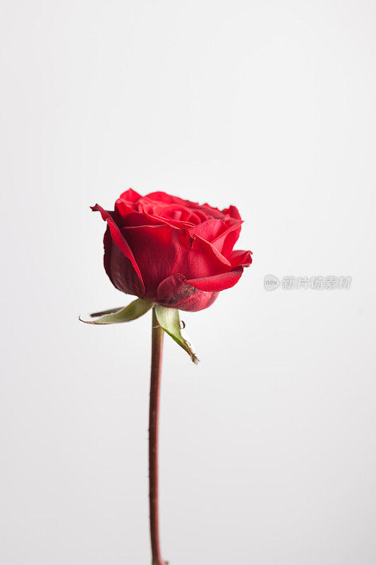 单瓣美丽的红玫瑰，白色底