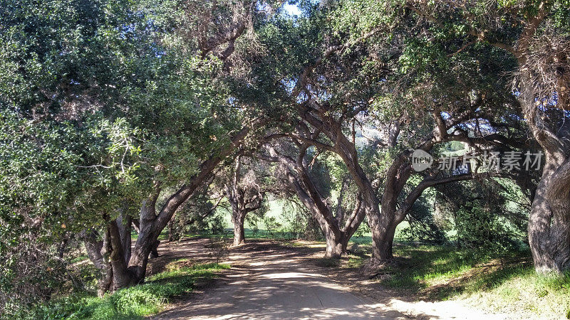 悬在树边的土路，阴影，马里布溪公园，加利福尼亚