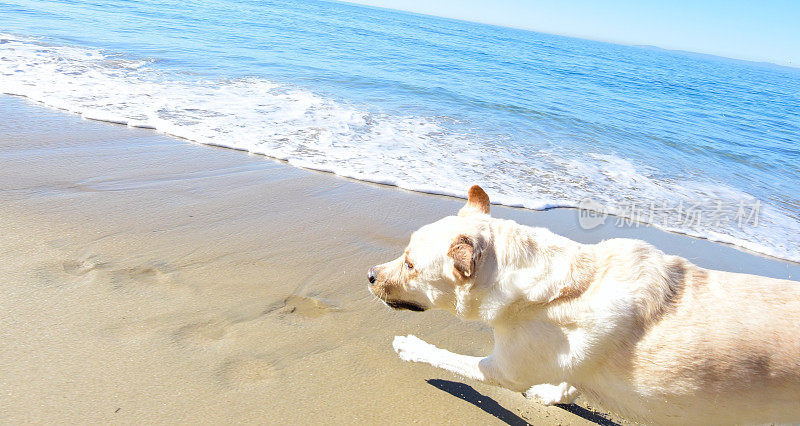 拉布拉多寻回犬