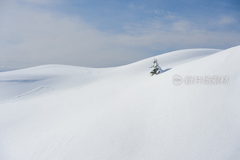 白雪覆盖的冷杉