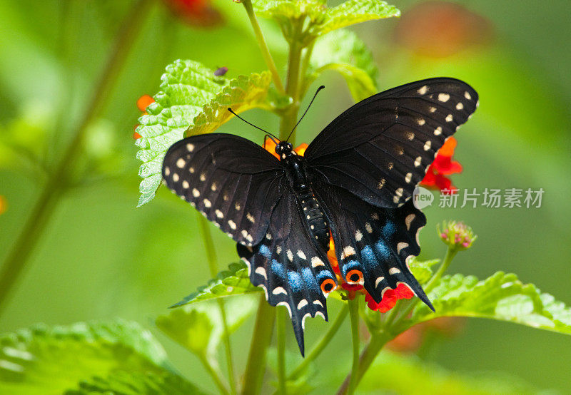 黑色的燕尾蝶