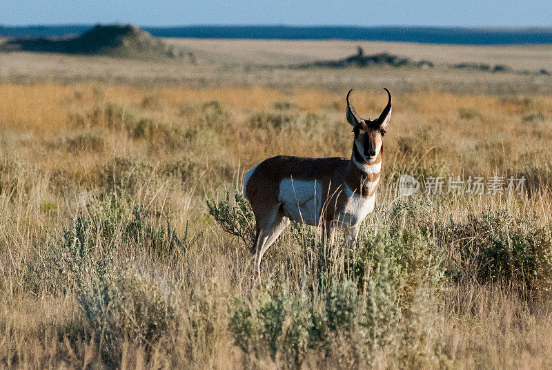 科罗拉多州短草草原草原上的叉角羚羊