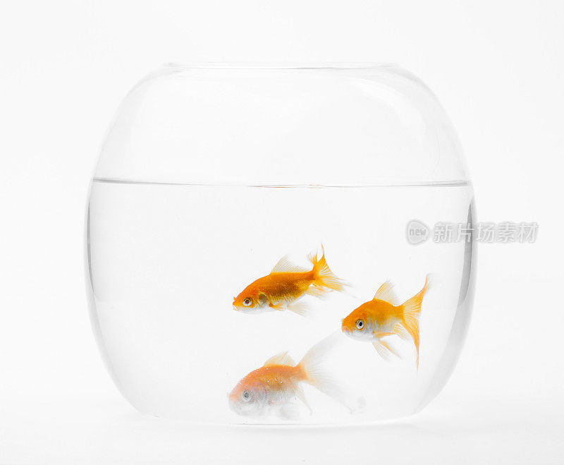 三只金鱼在玻璃鱼缸里游泳