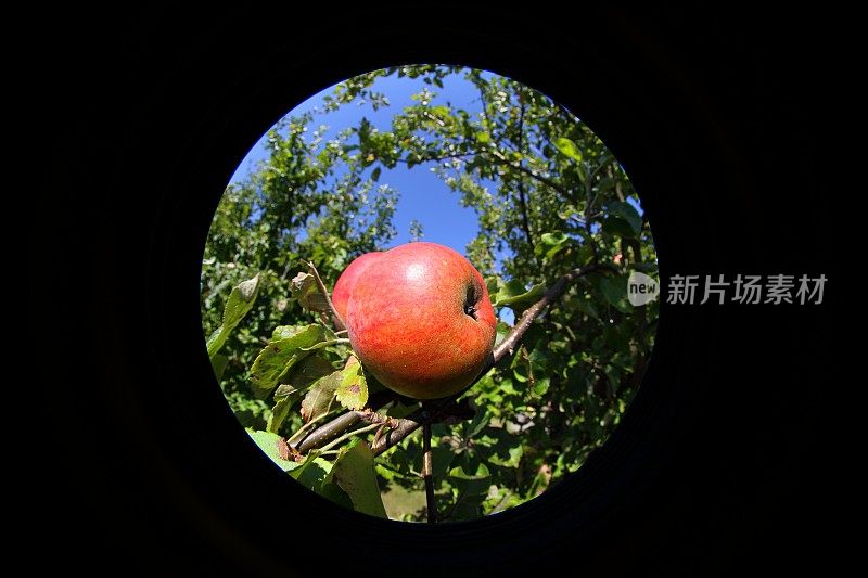 树上的苹果-生态鱼眼透镜观