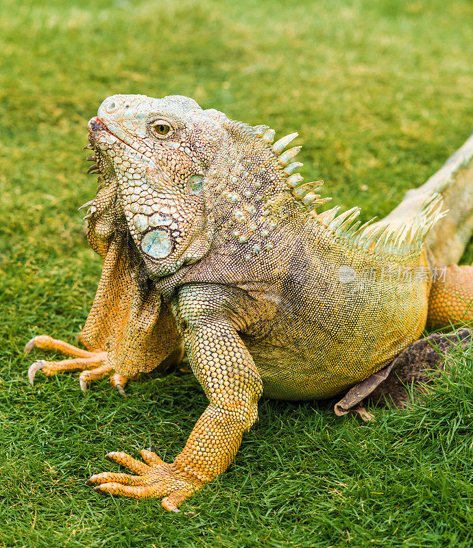 绿色或普通鬣蜥休息在草地上
