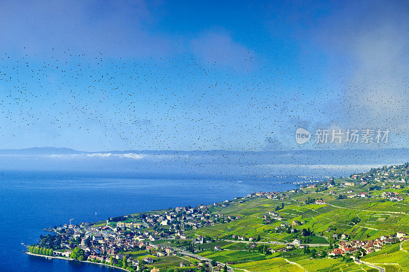 一群鸟儿聚集在蓝天