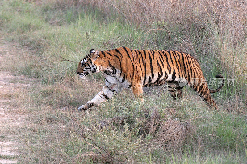 印度北部坎哈的野生孟加拉虎