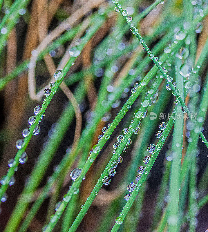 雨滴落在树叶上