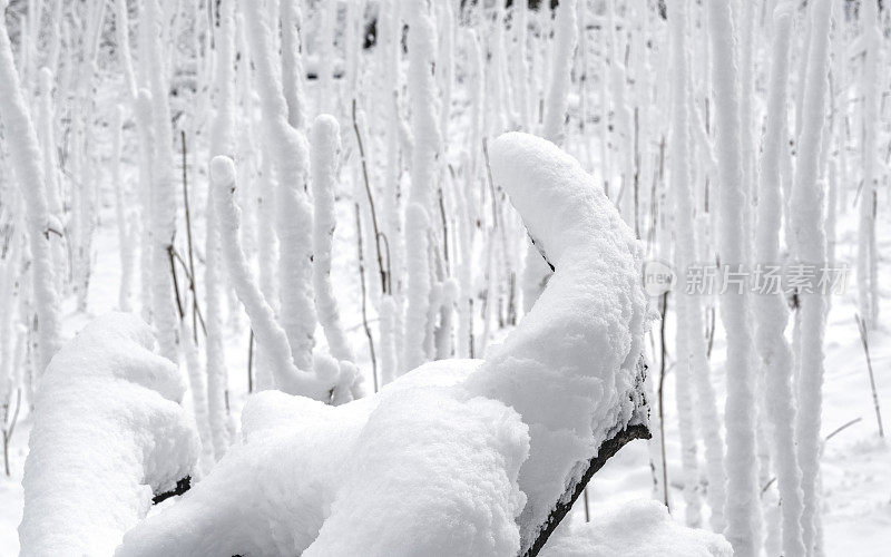 冬天的森林里下雪了