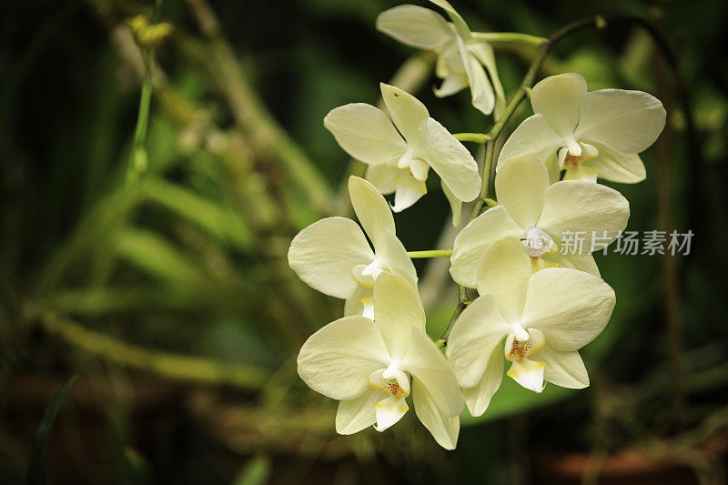 色彩斑斓的兰花的花