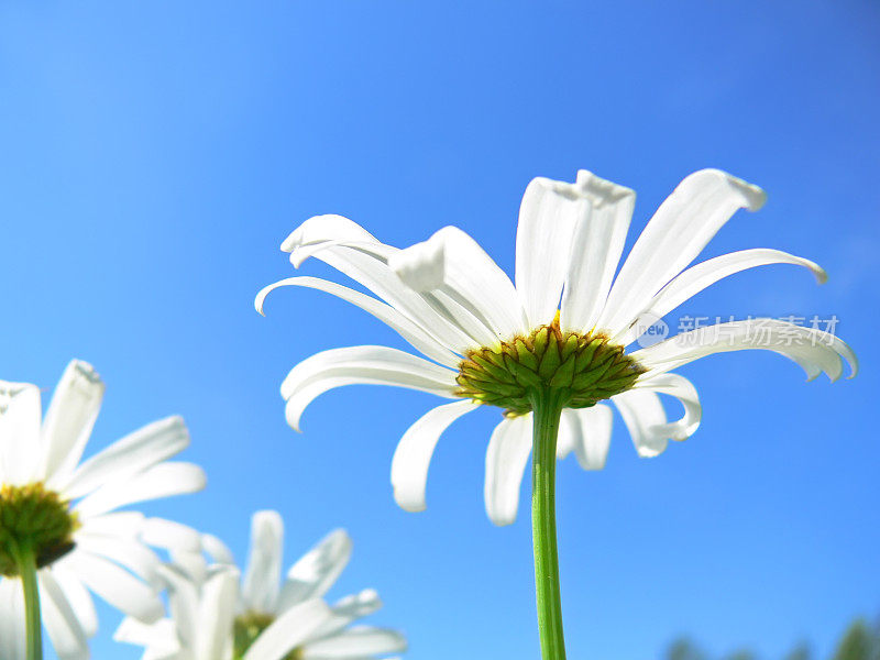 甘菊和天空