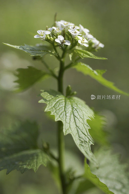 大蒜芥