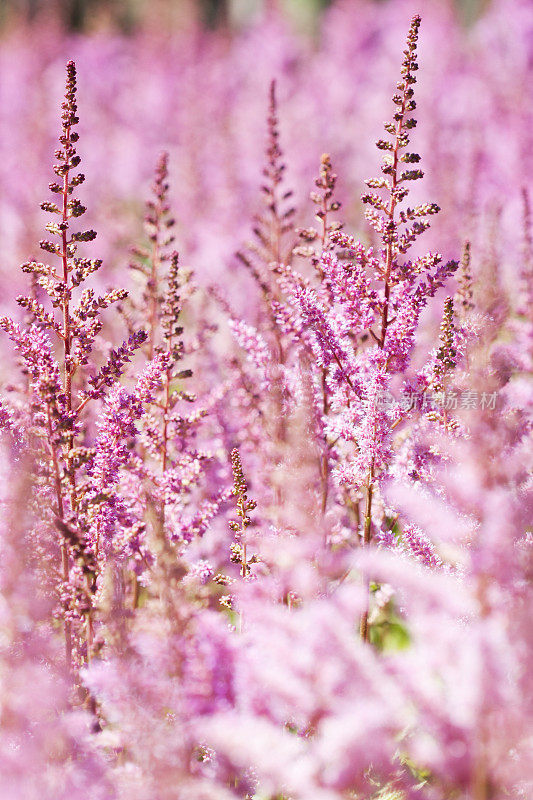 粉色Astilbe