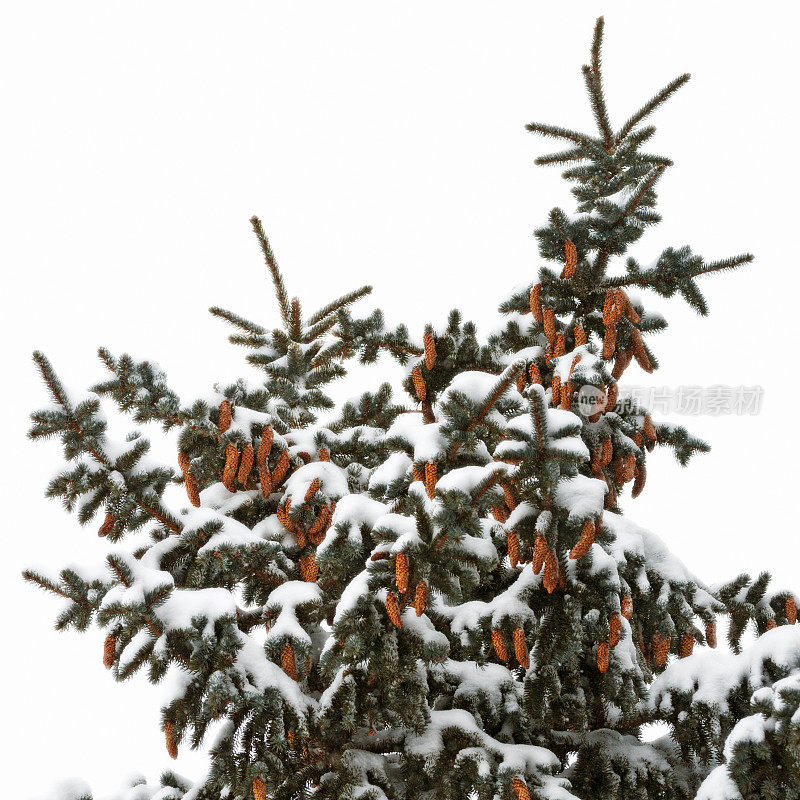 有雪和球果的云杉