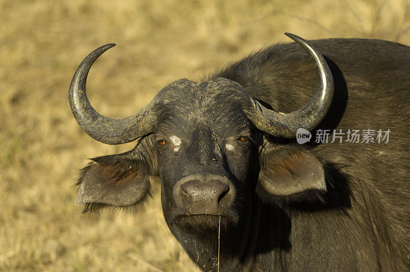 南非的成年雄性水牛