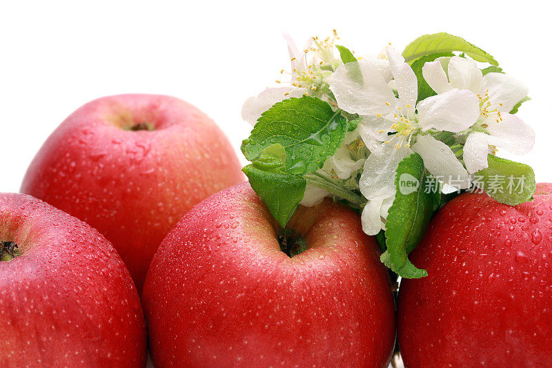 苹果与苹果花的特写