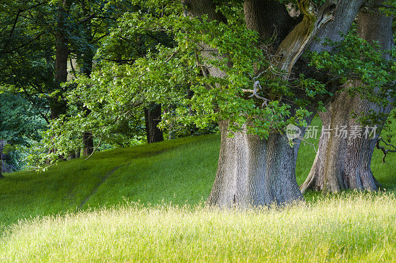 英国风景:夏天的橡树